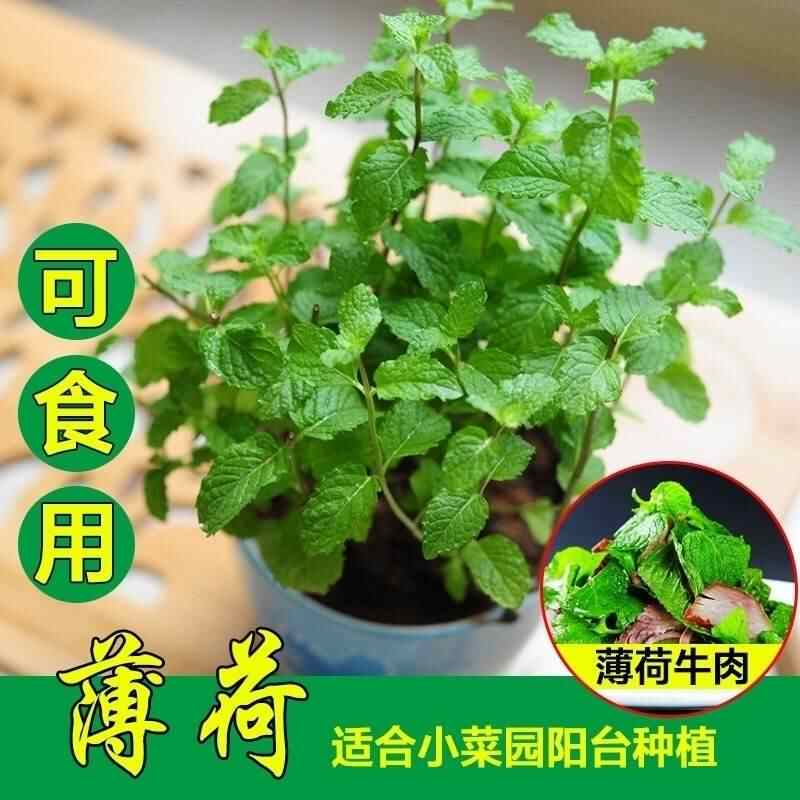 可食用菊花种子 新人首单立减十元 22年3月 淘宝海外