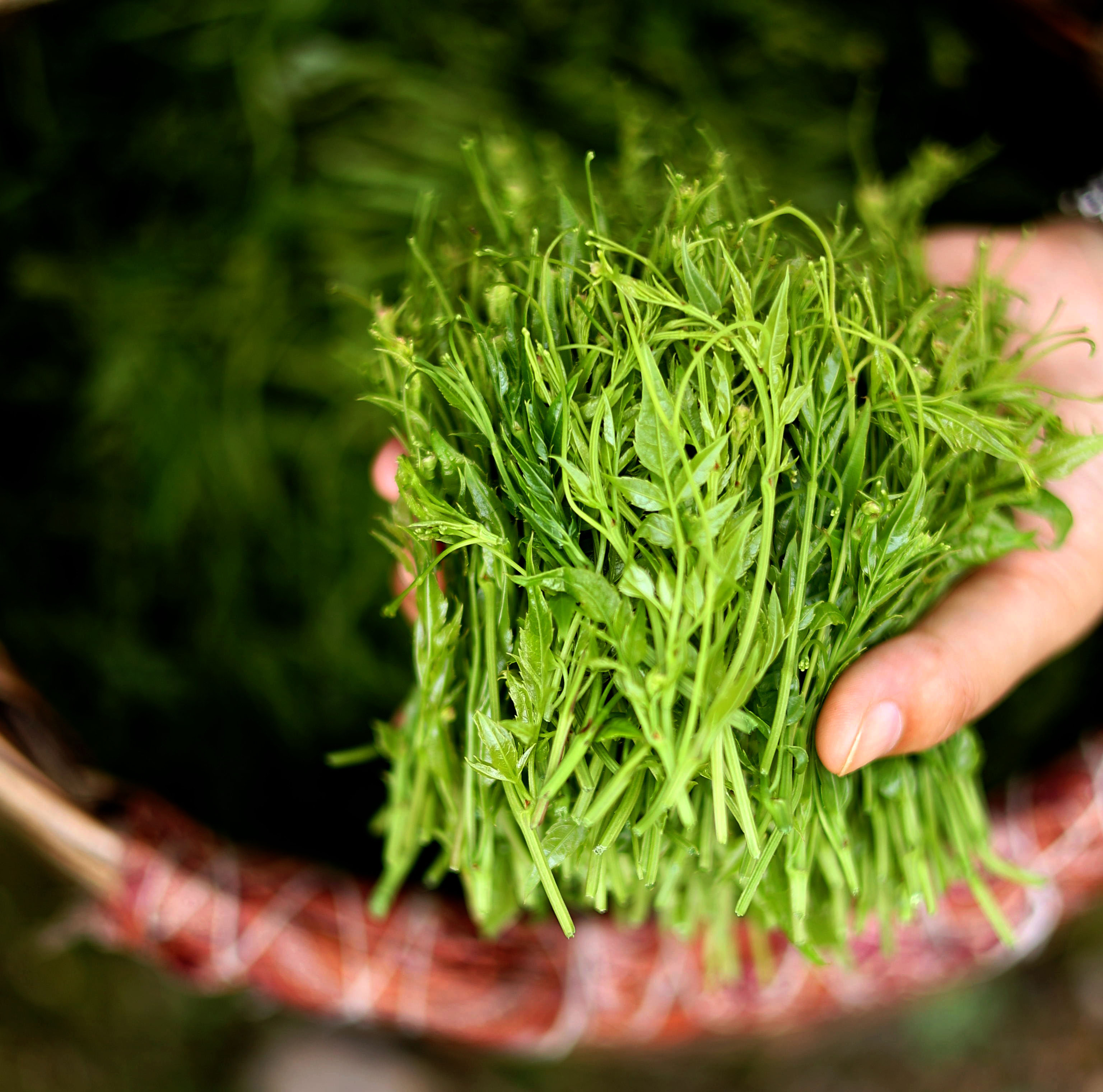 张家界正品爱艺园莓茶龙须芽尖霉茶精选嫩叶永顺土家藤茶-图0