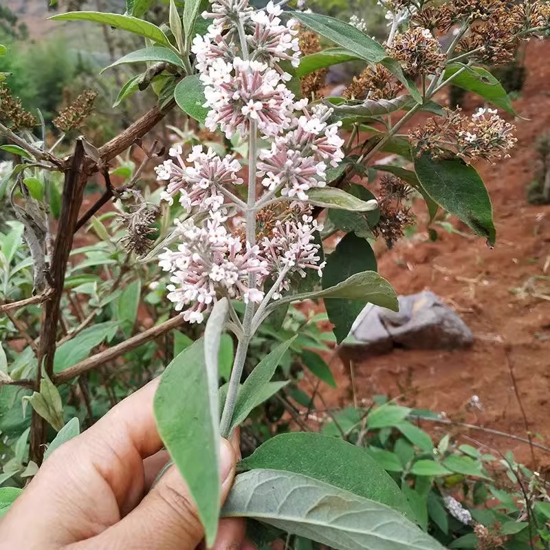 密蒙花广西野生染饭花中药材新鲜黄饭花干蜜蒙花五彩糯米饭染色花