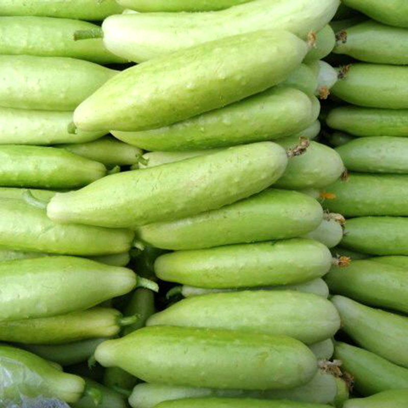 白玉三水果黄瓜种子  小白黄瓜脆甜生吃 蔬菜种子种子基地