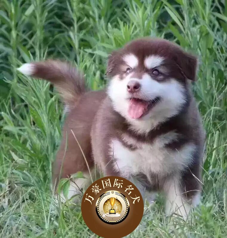 北京犬舍常年出售优质活体赛级阿拉斯加犬宠物幼犬出售狗狗雪橇犬