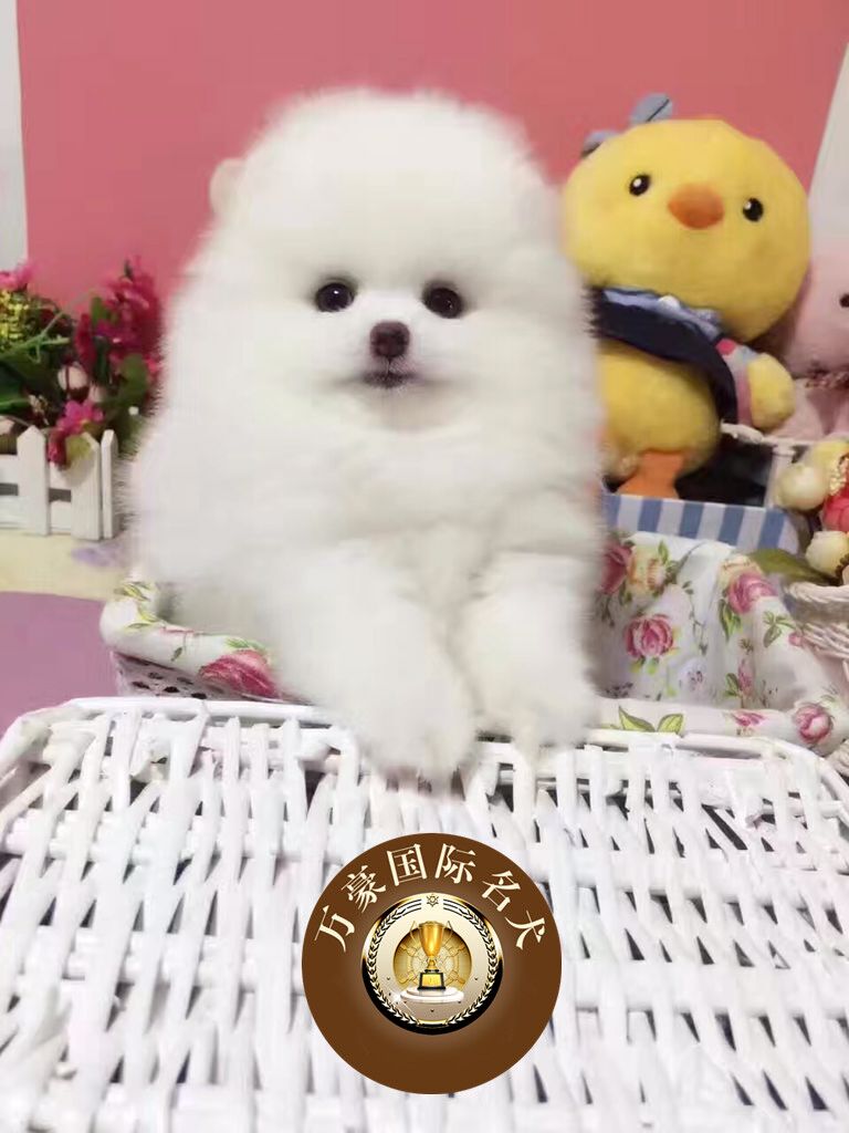 北京犬舍出售纯种茶杯球体博美幼犬白色赛级俊介宠物狗可发货-图0