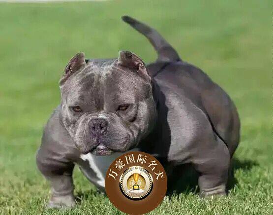 美国口袋体标准体恶霸犬恶霸幼犬猛犬纯种伴侣犬活体宠物狗巨型犬