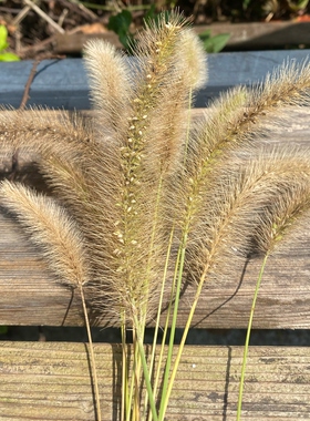 狗尾巴草干花新鲜狗尾巴草真花束摆件道具天然家居装饰风干自然