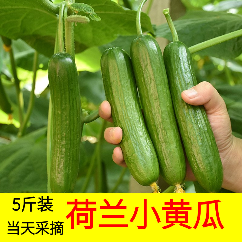 荷兰小黄瓜新鲜水果 生吃蔬菜沙拉青瓜土旱非海阳白玉10带箱5斤 - 图0