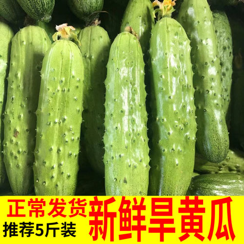 新鲜小黄瓜青瓜东北旱黄瓜农家沙拉蔬菜生吃水果荷兰海阳白玉5斤-图0