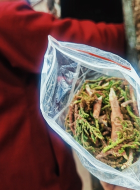 藏传传统煨桑烟供柏树枝藏香纯天然原材料拉萨直发5包起包邮