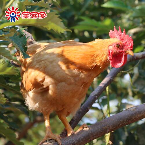 包邮美客多参鸡汤 2kg/袋 礼盒装加热即食汤 - 图2