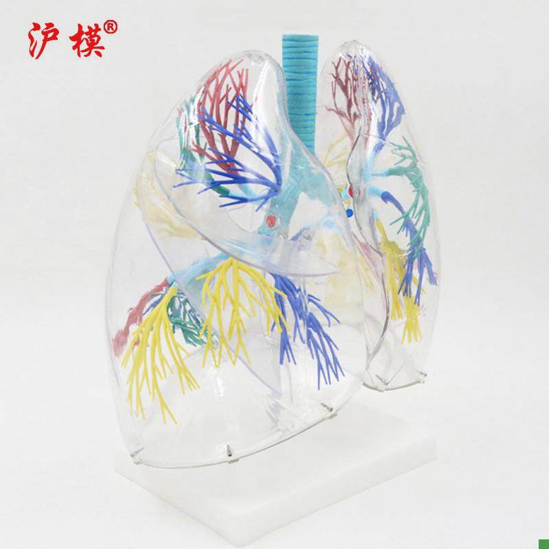 沪模HM/XC330透明肺段模型肺部解剖示教人体解剖学M气管教具支气 - 图1