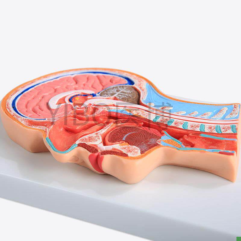 医博BIXg-A1065人体头部切面展示模型 - 图2