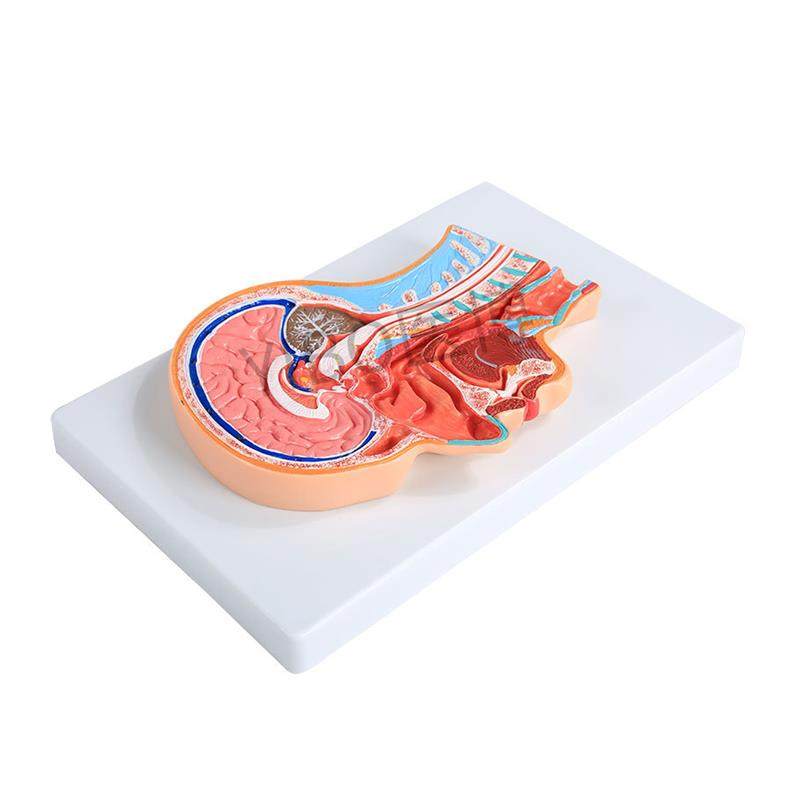 医博BIXg-A1065人体头部切面展示模型 - 图3