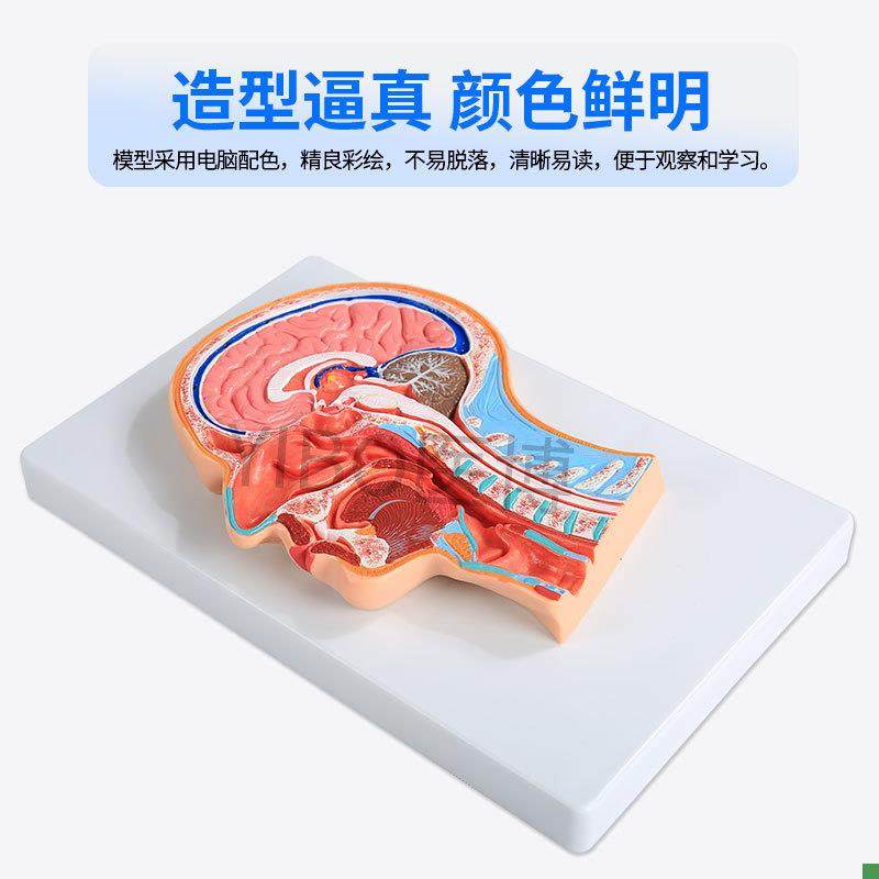 医博BIXg-A1065人体头部切面展示模型 - 图1
