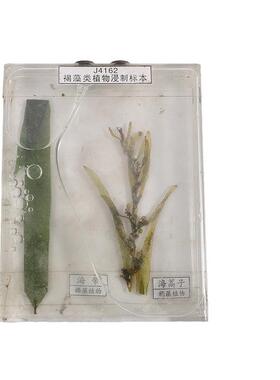 厂家直供植物花类标本自然科学植物草本种子花卉U标本高初中教学
