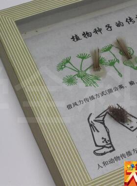 植物种子传播方式标本 小t学科学 生物实验器材 教学仪器 教学标