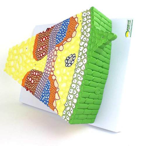 ENOVO颐诺双子叶植物茎结构A放大模型向日葵花植物茎的形态植物 - 图0