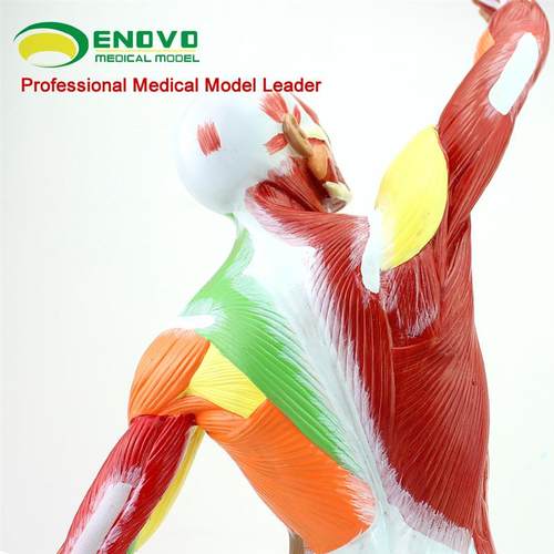 ENOVO颐诺医学美术人体全身肌肉D模型运动肌肉解剖系统健身教学人 - 图1