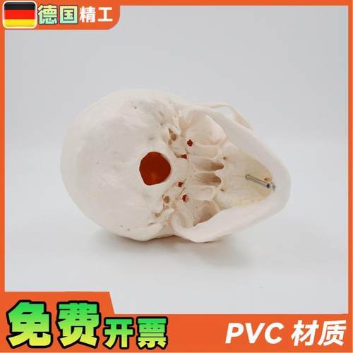 德国】PNT-0150B白头骨B树脂工艺品1:1骷髅S头模型美术骷髅头雕 - 图1