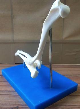 狗肘骨关节狗骨架动物模型宠物兽医教I学医用医学演示饰品包邮