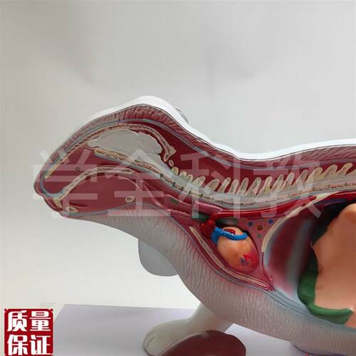 兔子解剖模型立体仿真内脏可拆卸拼装皮肤骨骼头V骨透明牙齿生物 - 图0