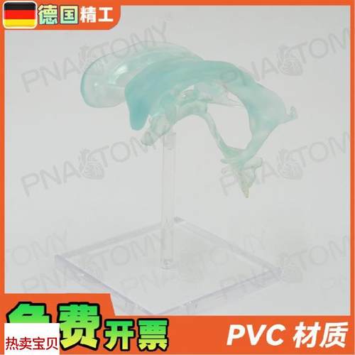 德国】医学人体大脑基地q核脑室杏仁脑丘脑中枢神经放大解剖模型 - 图0