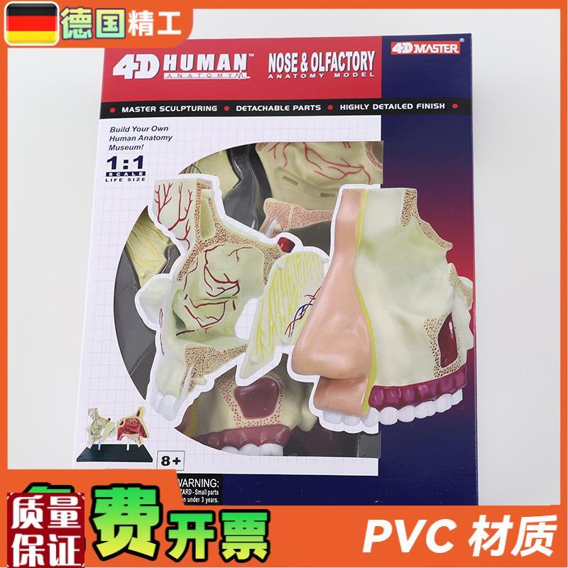 德国】4DMASTER鼻腔v解剖模型DIY拼装科普玩具人体器官教学道 - 图2