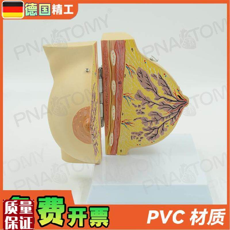 德国】女性仿真乳房乳腺解剖模型妇产科产后修复U培训丰胸整形教 - 图1