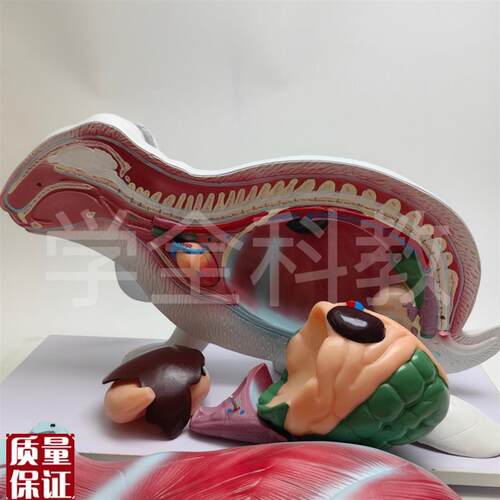 兔子解剖模型立体仿真内脏可拆卸拼装皮肤骨骼头V骨透明牙齿生物 - 图1