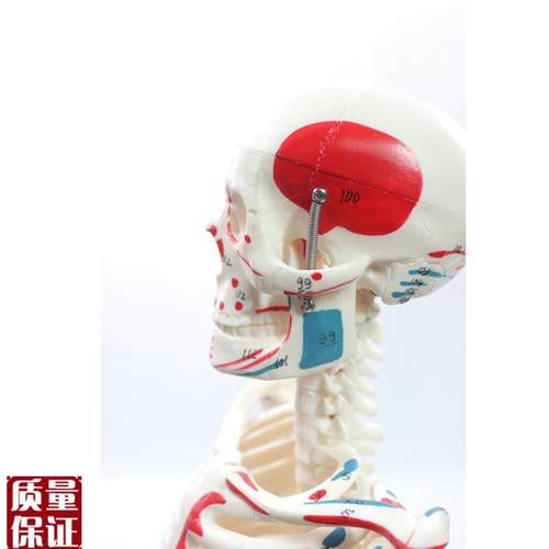 85CM附半边肌肉起止的骨骼(B标数字)人体骨骼模型医药展示器 - 图0