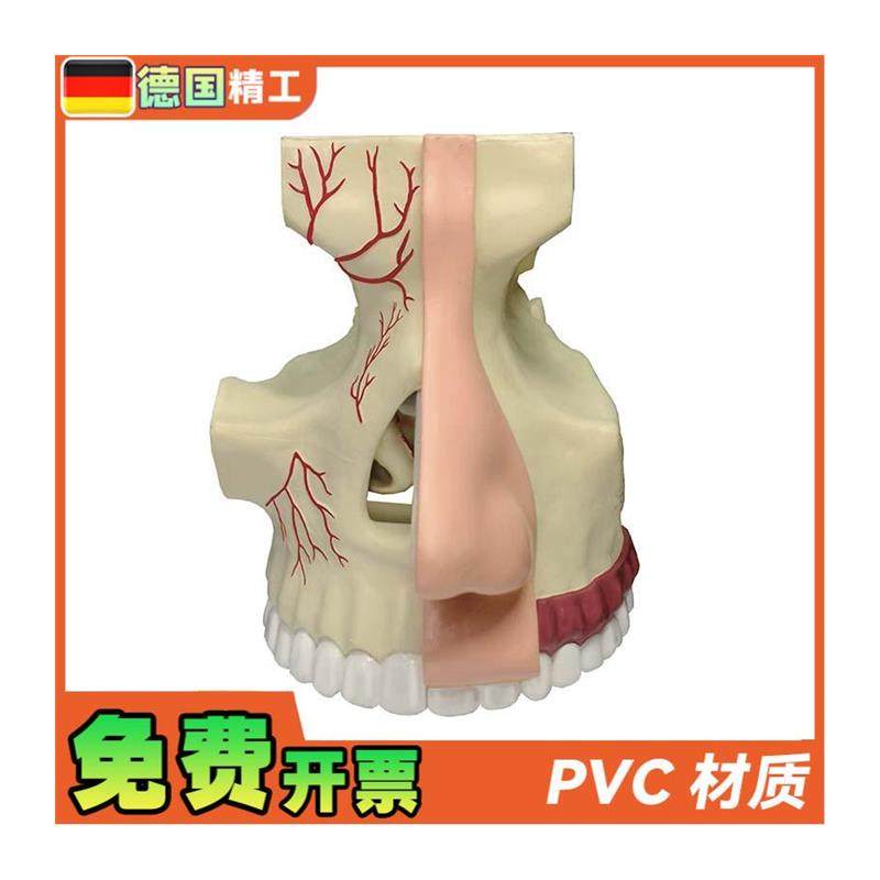 德国】4DMASTER鼻腔v解剖模型DIY拼装科普玩具人体器官教学道 - 图3