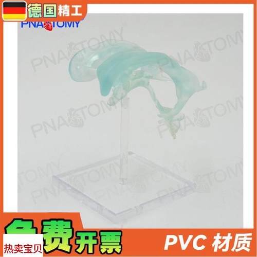 德国】医学人体大脑基地q核脑室杏仁脑丘脑中枢神经放大解剖模型 - 图1