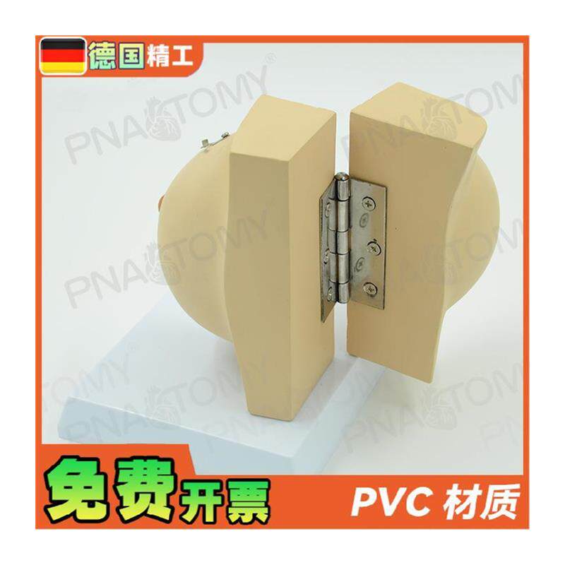 德国】女性仿真乳房乳腺解剖模型妇产科产后修复U培训丰胸整形教 - 图3