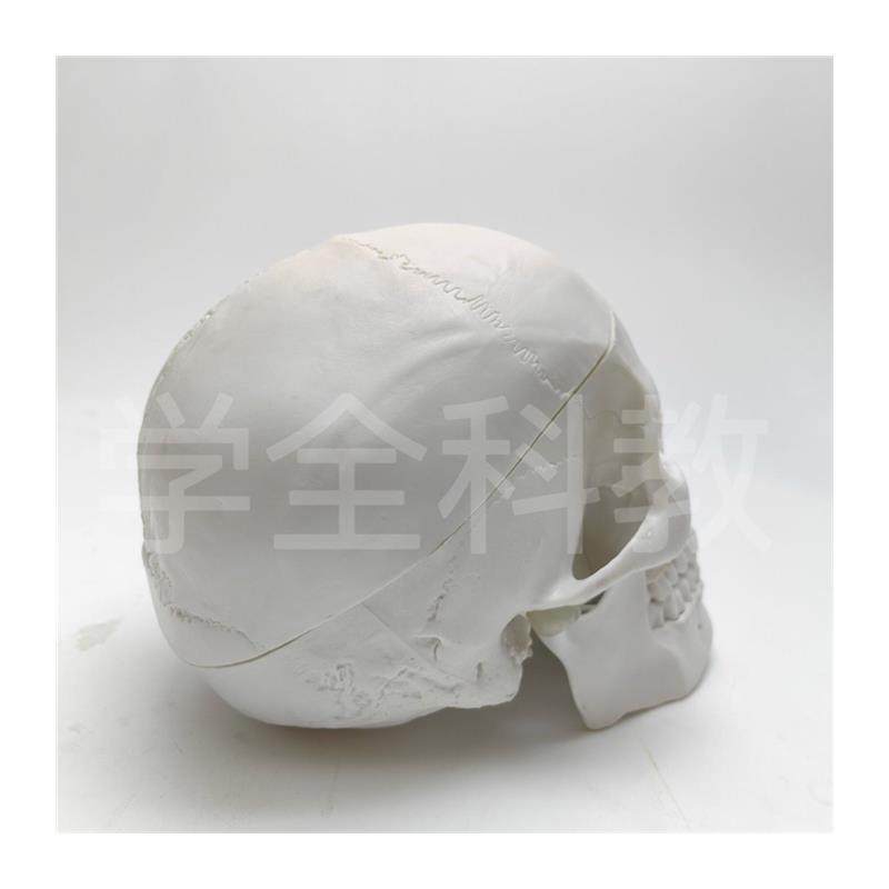 人体头骨仿真g模型骷髅可拆卸头颅医学教学用具颅骨美术医用摆,淘宝优惠券,粉丝福利购,淘宝优惠卷