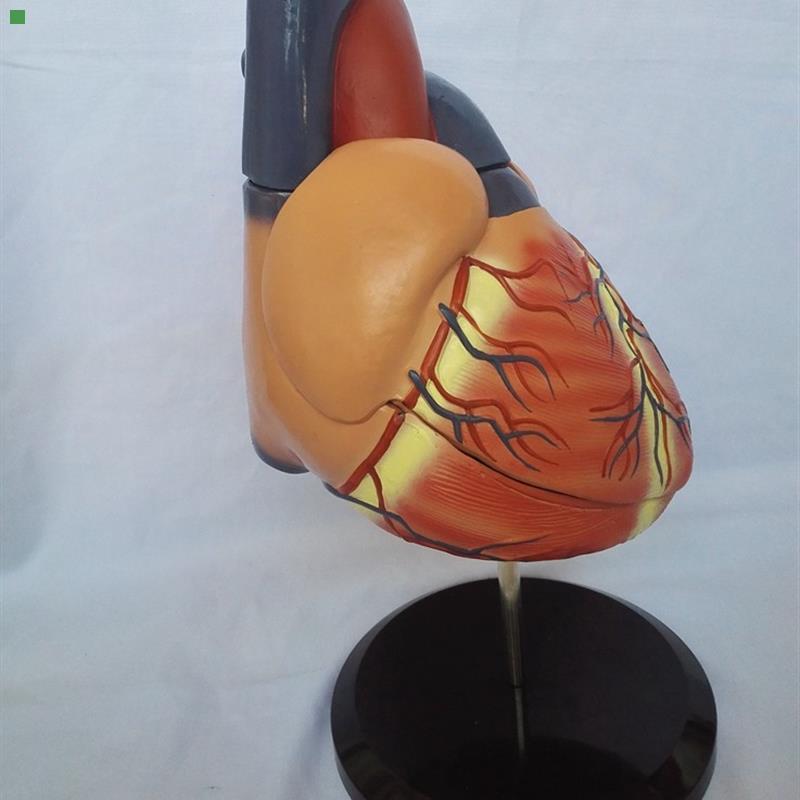 大型人体心脏解剖模型 心脏模型 医用教学模型 - 图1
