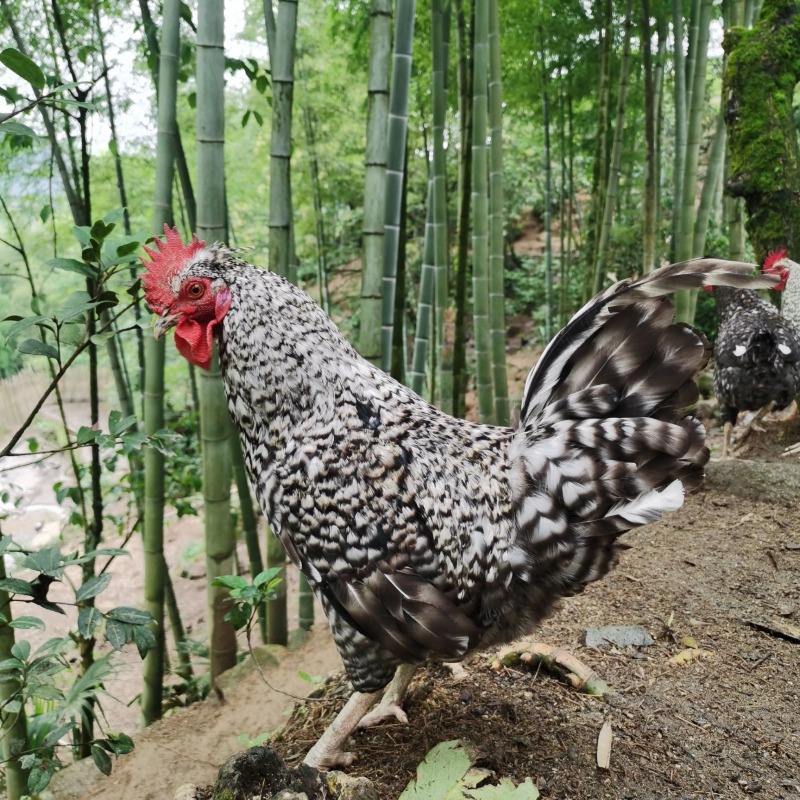 脱温半大芦花鸡活苗土鸡正宗青年卢花鸡一斤小鸡纯种绿壳蛋鸡包活 - 图2