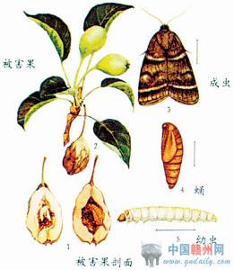 20粒梨小食心虫信息素诱芯 性诱剂 昆虫引诱剂 包邮