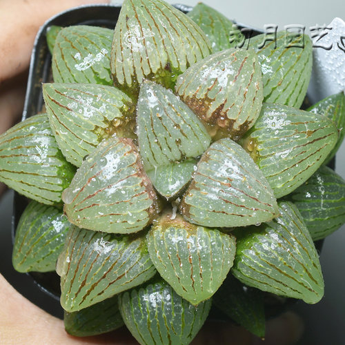 亲指姬 初月园艺 十二卷玉露玉扇万象寿经典 多肉植物 有一物一拍 - 图2