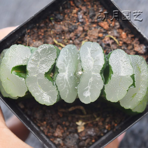厚叶玉扇 稀有大型云水纤纹系灵气仙品多年苗株颗十二卷多肉植物 - 图1
