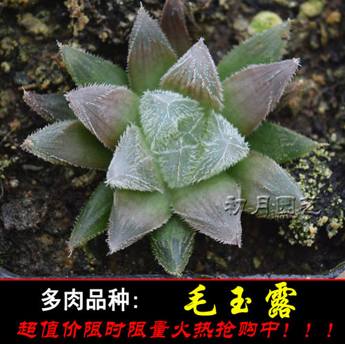 毛玉露 初月园艺 粉嫩萌物玉露经典瓦苇十二卷12类 多肉植物 - 图1