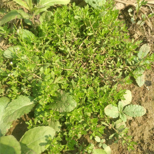 新鲜鹅不食草苗石胡荽鹅不吃草鸡肠草干品打粉种子200g包邮 - 图0
