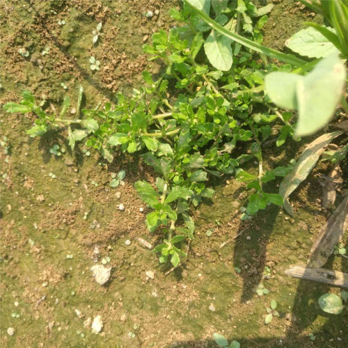 新鲜鹅不食草苗石胡荽鹅不吃草鸡肠草干品打粉种子200g包邮 - 图1