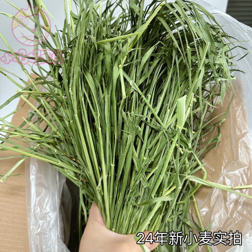 24年新草烘干小麦草带杆高纤维翠绿清香适口性好高纤维天然排毛-图1