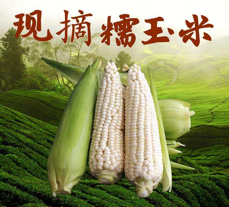 攀枝花露天种植现摘新鲜软糯香甜爆浆白糯花糯玉米整箱5斤10包邮