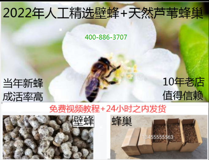 壁蜂授粉蜂果园授粉蔬菜授粉苹果授粉梨授粉樱桃蓝莓包邮授粉壁蜂 - 图2