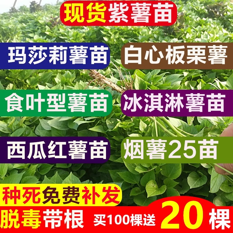 红薯苗地瓜苗烟薯25紫薯苗密薯苗西瓜红薯苗板栗薯秧苗烟薯苗老品 - 图1