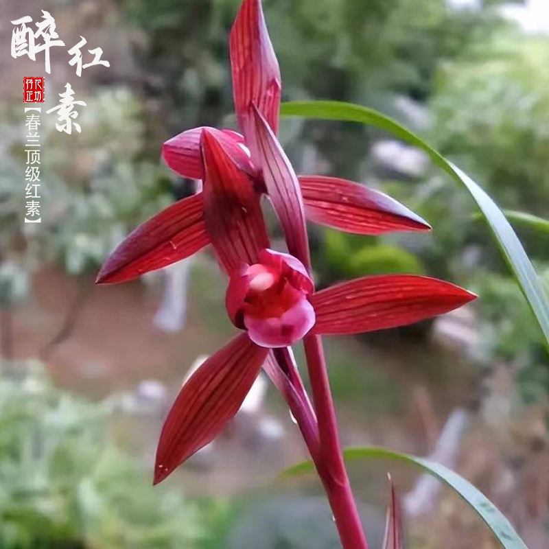 春兰醉红素秋冬带花苞原生老种精品红素浓香名贵国兰花苗阳台耐寒,淘宝优惠券,粉丝福利购,淘宝优惠卷