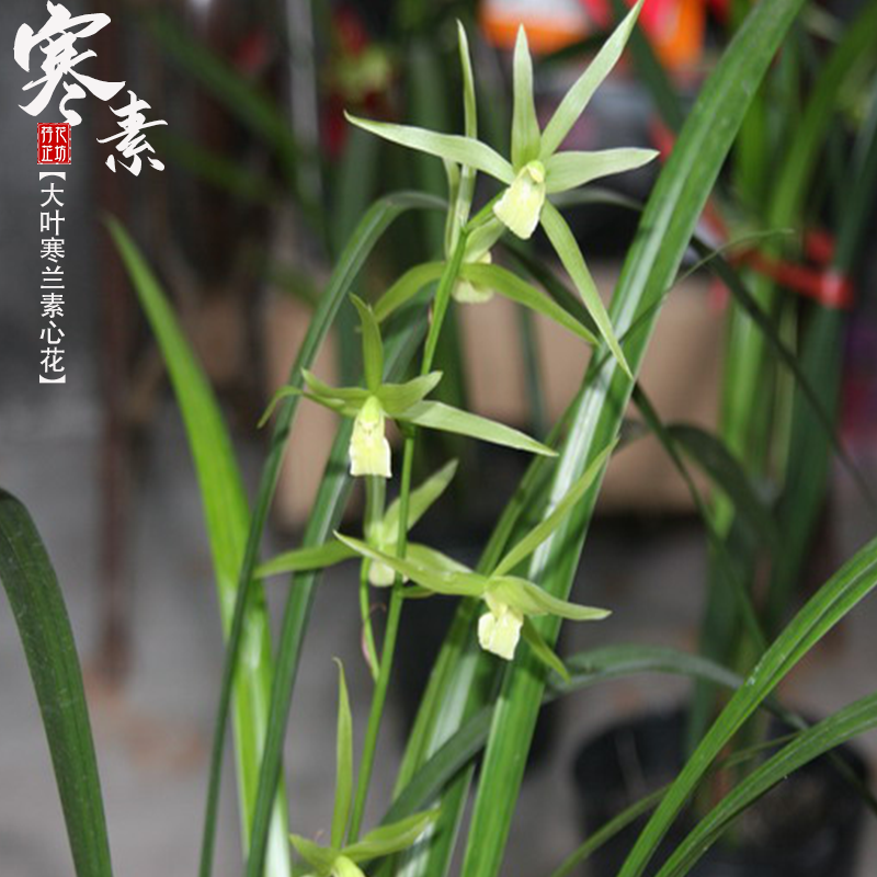 大叶寒兰寒素秋冬季带花苞浓香型兰花苗室内阳台花卉绿植盆栽植物 - 图1
