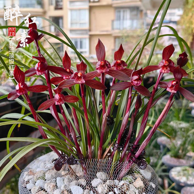 春兰醉红素秋冬带花苞原生老种精品红素浓香名贵国兰花苗阳台耐寒,淘宝优惠券,粉丝福利购,淘宝优惠卷