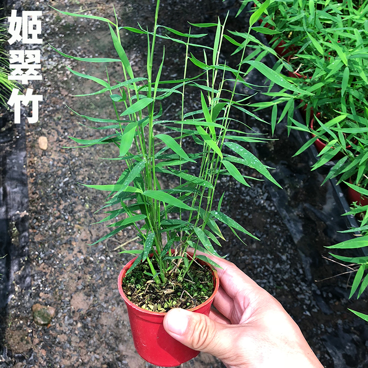 日本姬翠竹 青轴力竹 日本山野草斑入虎斑风竹绿植水陆缸造景植物 - 图2