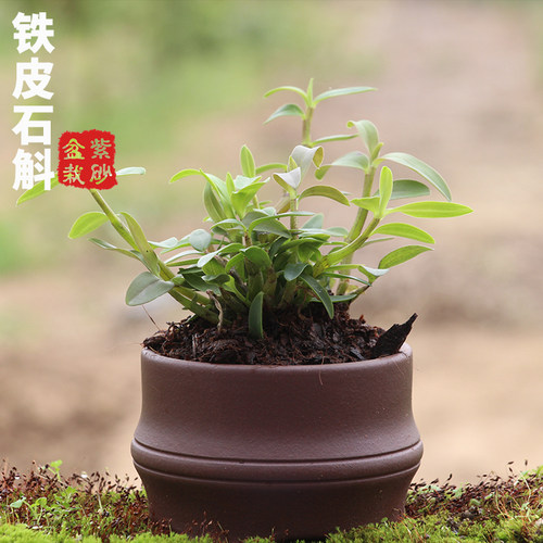 铁皮石斛苗种苗红杆2年驯化苗绿植盆景【紫砂盆栽】室内绿植种植 - 图0