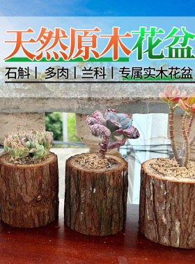 创意高端多肉花盆长方形枯木树桩阳台庭院特大口径仙人球木头花槽